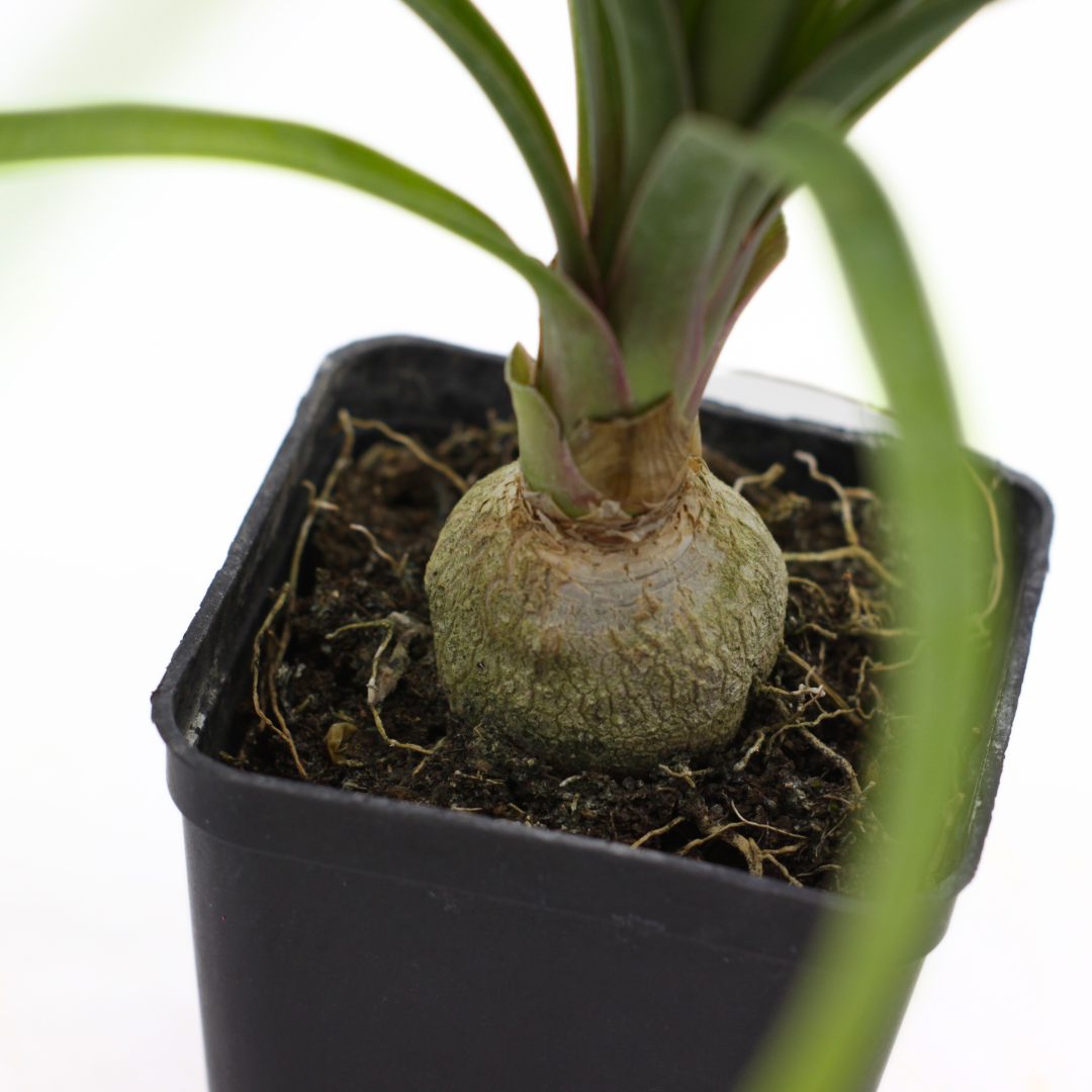 Beaucarnea (sin. Nolina) recurvata - pianta mangiafumo (Vaso quadro 7x7x10 cm)