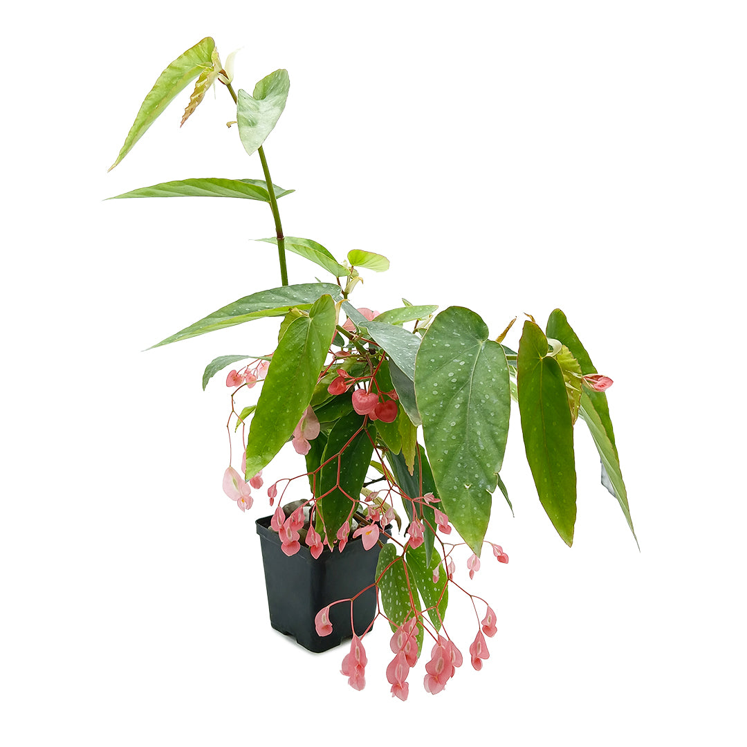 Begonia corallina - tamaya (Vaso quadro 9x9x10 cm)