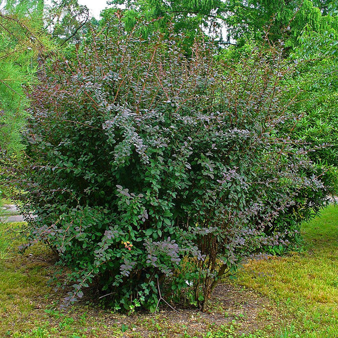 Berberis Vulgaris - Crespino Europeo (10 Piante A Radice Nuda)