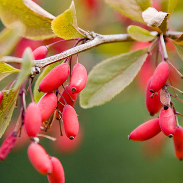 Berberis vulgaris - Crespino Europeo (Alveolo Forestale)