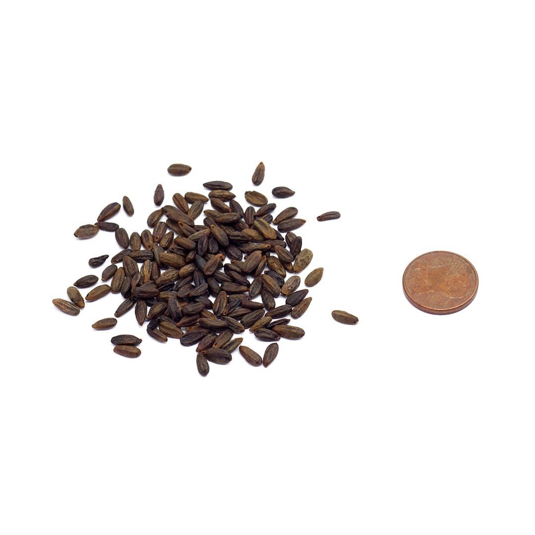 Berberis julianae - berberis Cinese (10 semi)