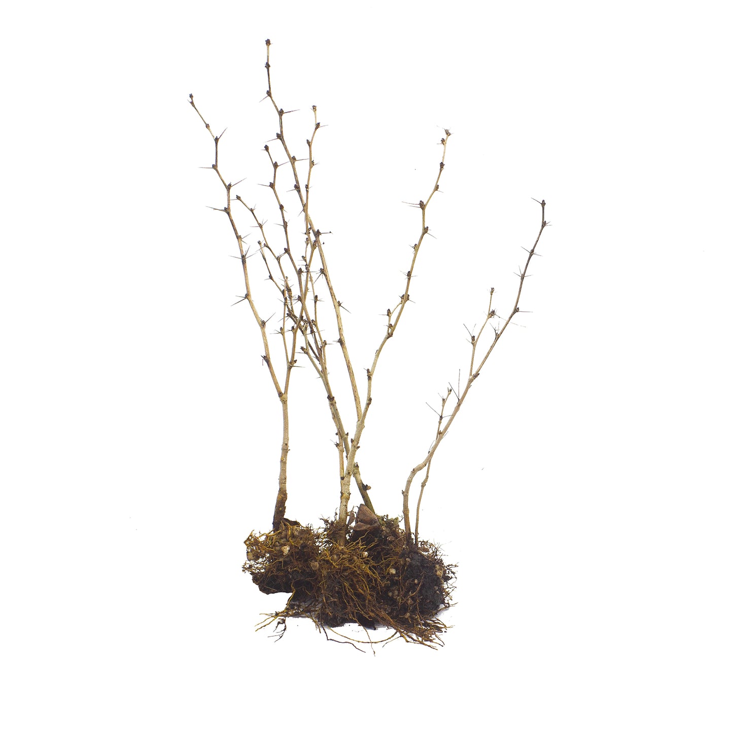 Berberis Vulgaris - Crespino Europeo (10 Piante A Radice Nuda)
