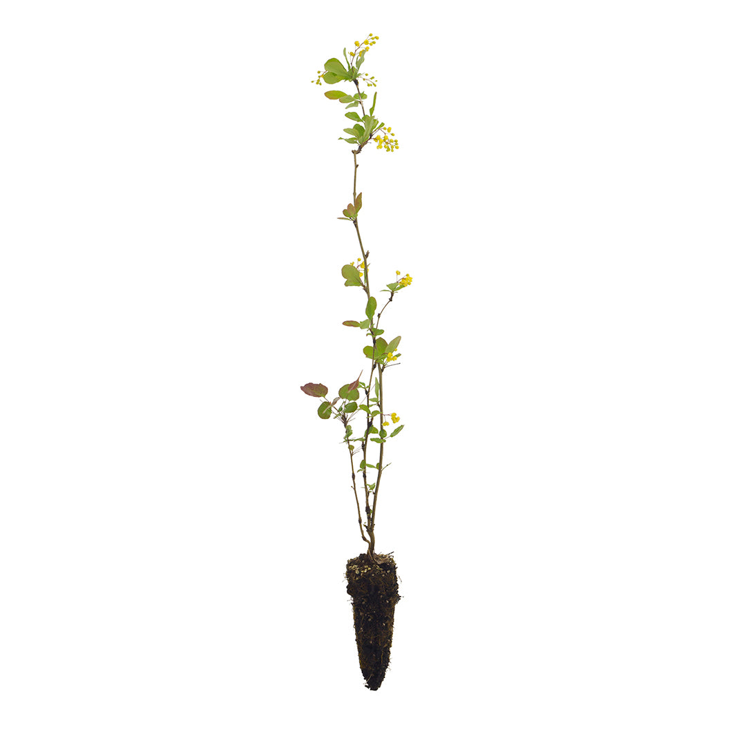 Berberis vulgaris - Crespino Europeo (Alveolo Forestale)