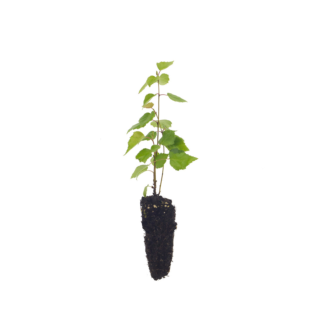 Betula pendula - Betulla Bianca (Alveolo Forestale)