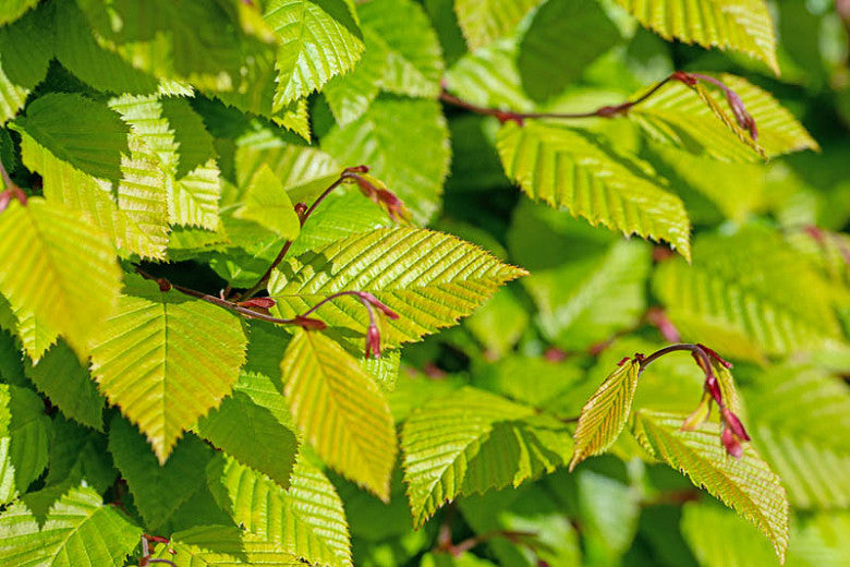 Carpinus Betulus - Carpino Bianco (Vaso Quadro 9X9X20 Cm)