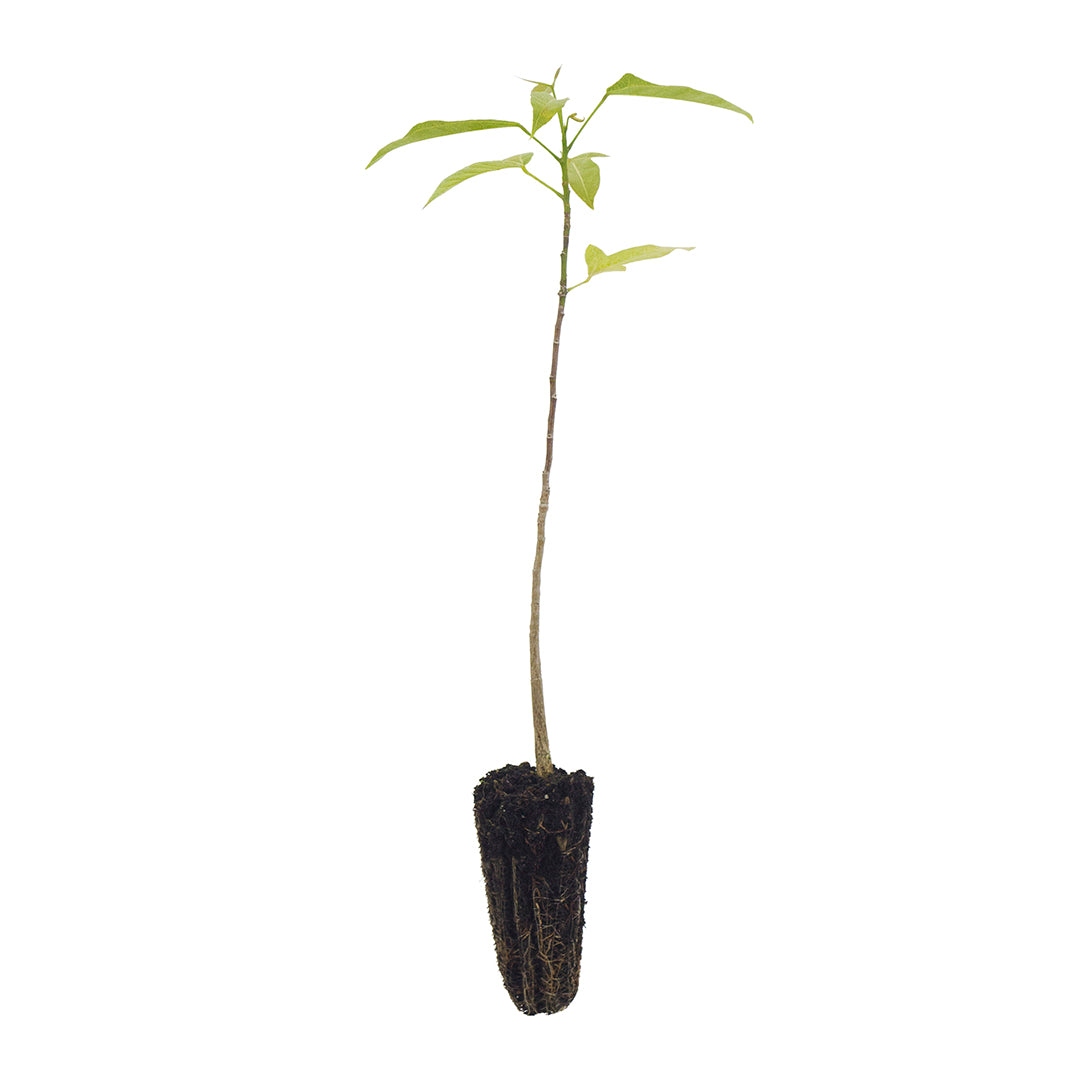 Brachychiton acerifolius - albero del fuoco (Alveolo forestale)