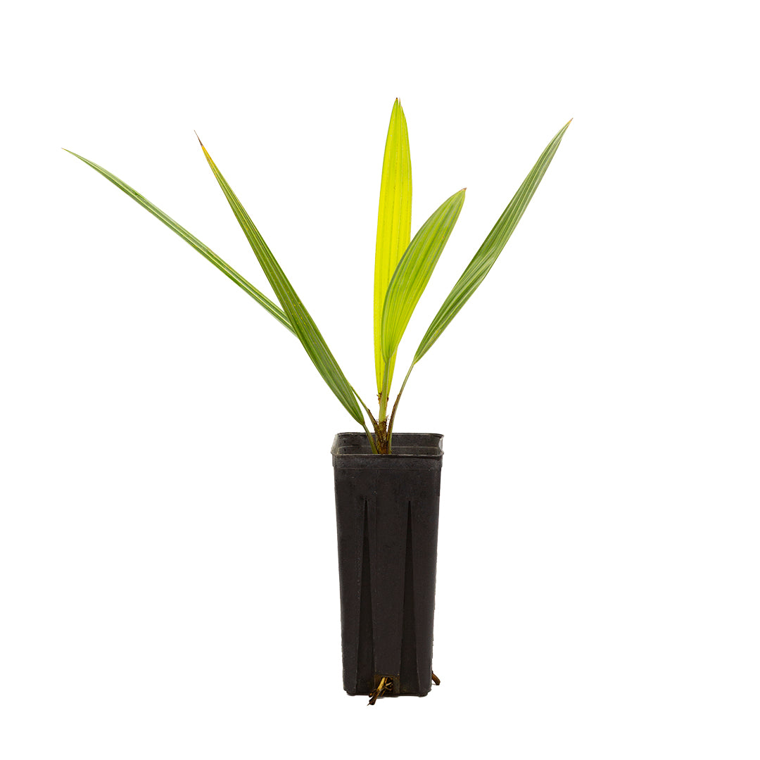 Brahea armata - palma blu (Vaso quadro 9x9x20 cm)