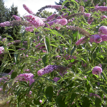 Buddleja davidii (fiore rosa) - pianta delle farfalle (Vaso quadro 7x7x8 cm)