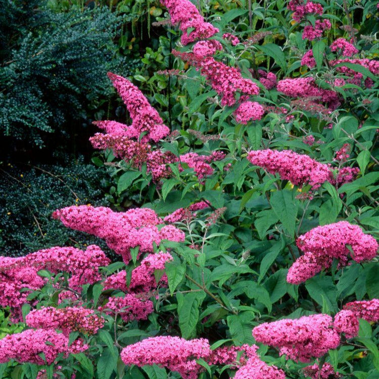 Buddleja davidii cv "Pink delight" (fiore rosa) - pianta delle farfalle (Vaso quadro 7x7x8 cm)