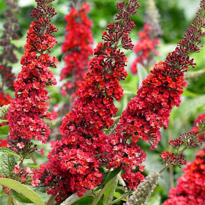 Buddleja davidii cv "Royal red" (fiore rosso) - pianta delle farfalle (Vaso quadro 7x7x8 cm)