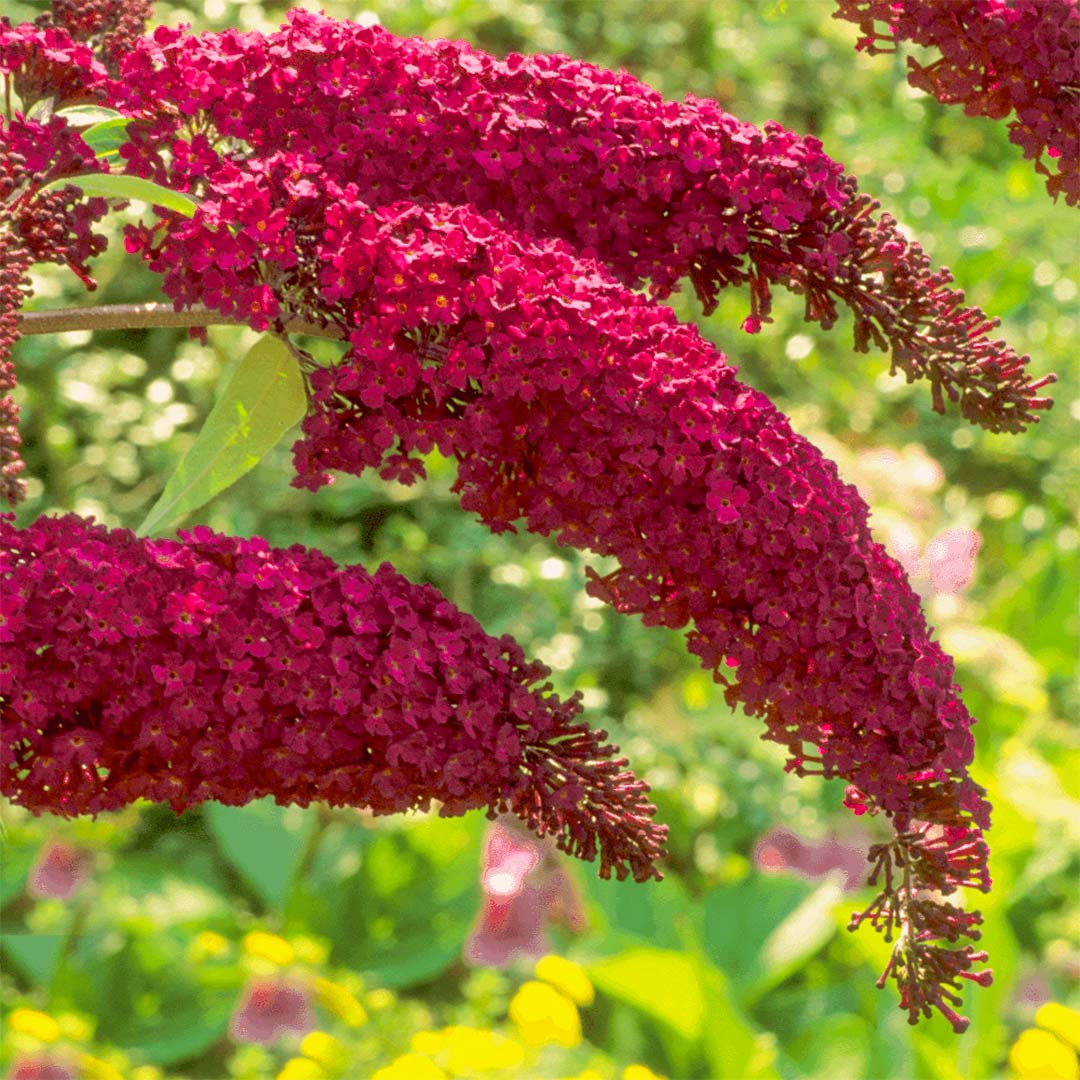 Buddleja davidii cv "Royal red" (fiore rosso) - pianta delle farfalle (Vaso quadro 7x7x8 cm)