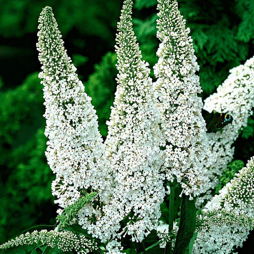 Buddleja davidii cv "White profusion" (fiore bianco) - pianta delle farfalle (Vaso quadro 7x7x8cm)