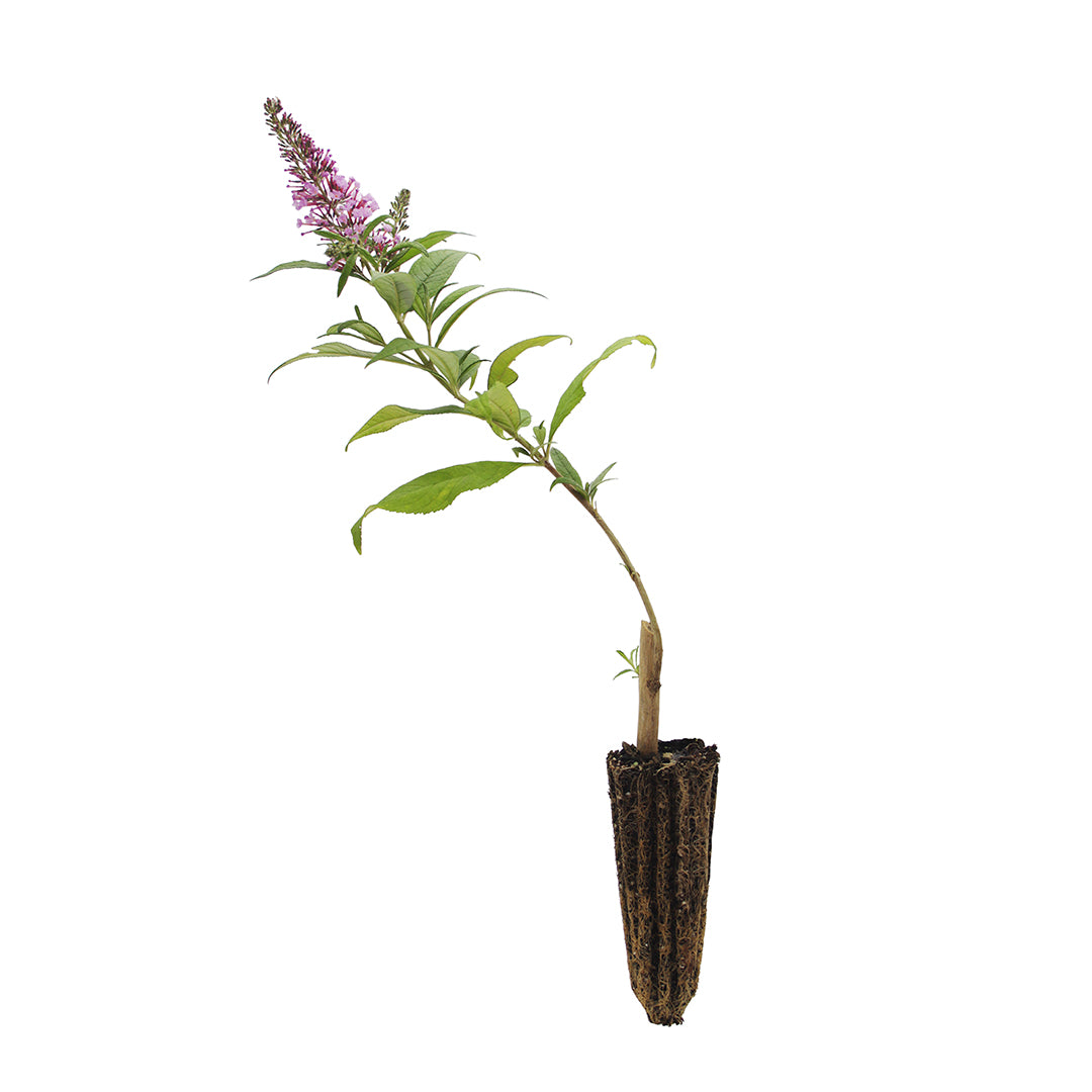 Buddleja davidii (fiore rosa) - pianta delle farfalle (Alveolo forestale)