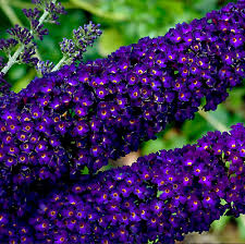 Buddleja davidii (fiore viola) - pianta delle farfalle (Alveolo forestale)