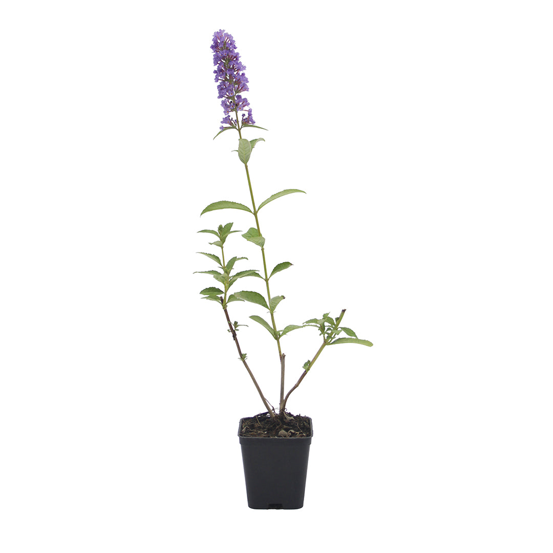 Buddleja davidii (purple flower) - butterfly plant (Forest honeycomb)