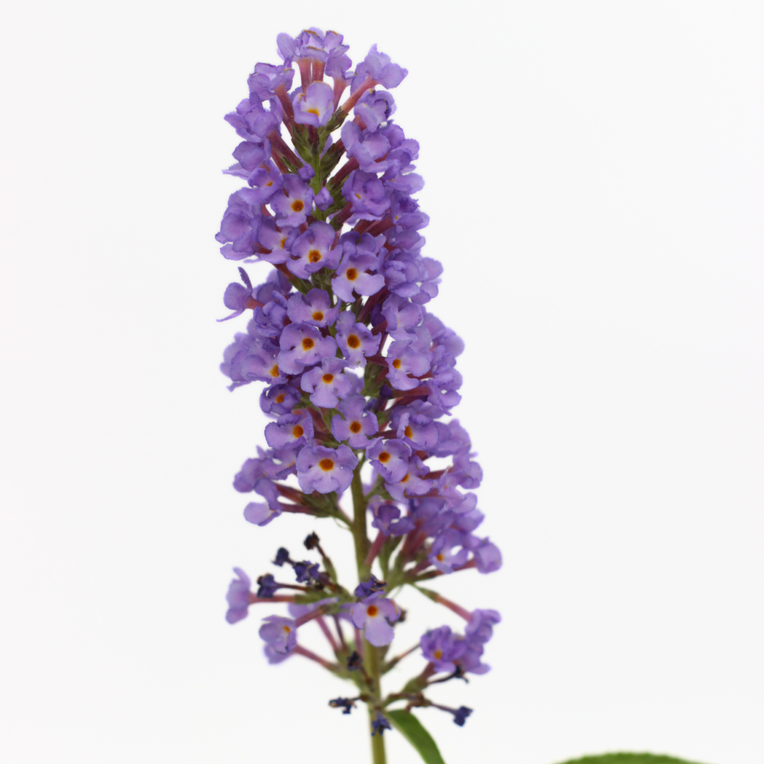 Buddleja davidii (purple flower) - butterfly plant (Forest honeycomb)
