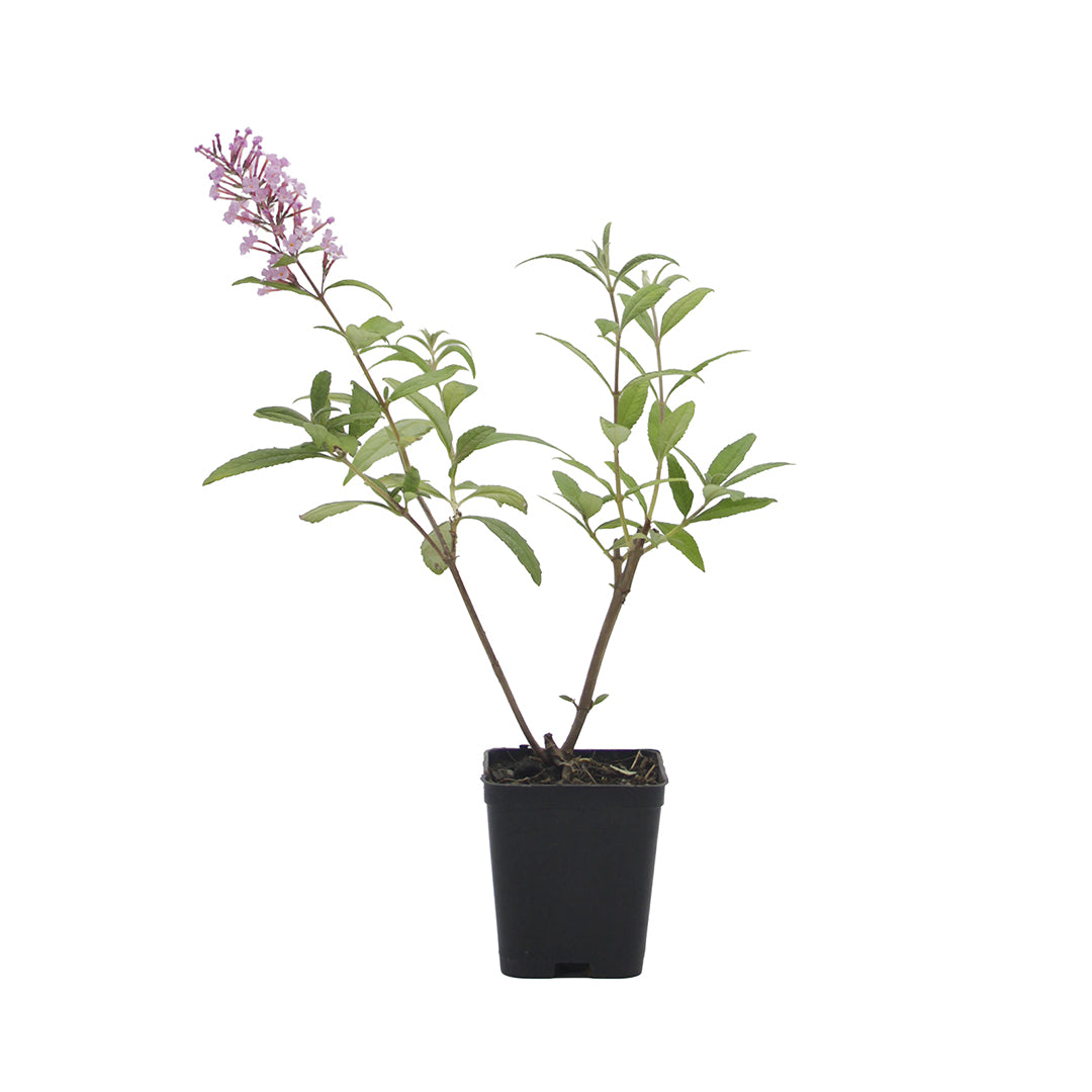 Buddleja davidii cv "Pink delight" (fiore rosa) - pianta delle farfalle (Vaso quadro 7x7x8 cm)
