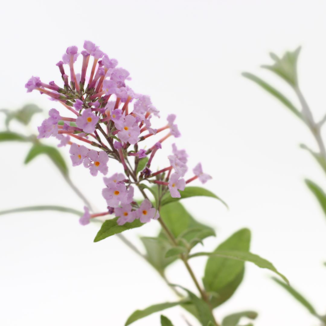 Buddleja davidii cv "Pink delight" (fiore rosa) - pianta delle farfalle (Vaso quadro 7x7x8 cm)
