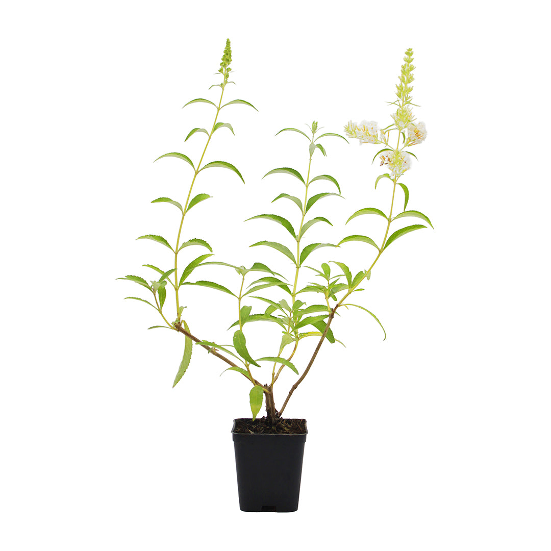 Buddleja davidii cv "White profusion" (fiore bianco) - pianta delle farfalle (Vaso quadro 7x7x8cm)