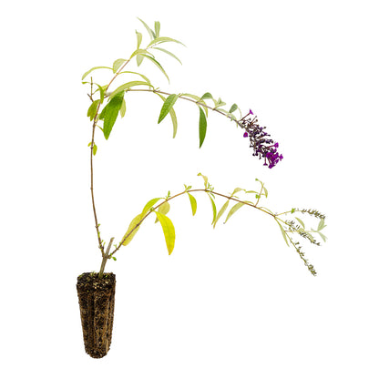 Buddleja davidii (fiore viola) - pianta delle farfalle (Alveolo forestale)