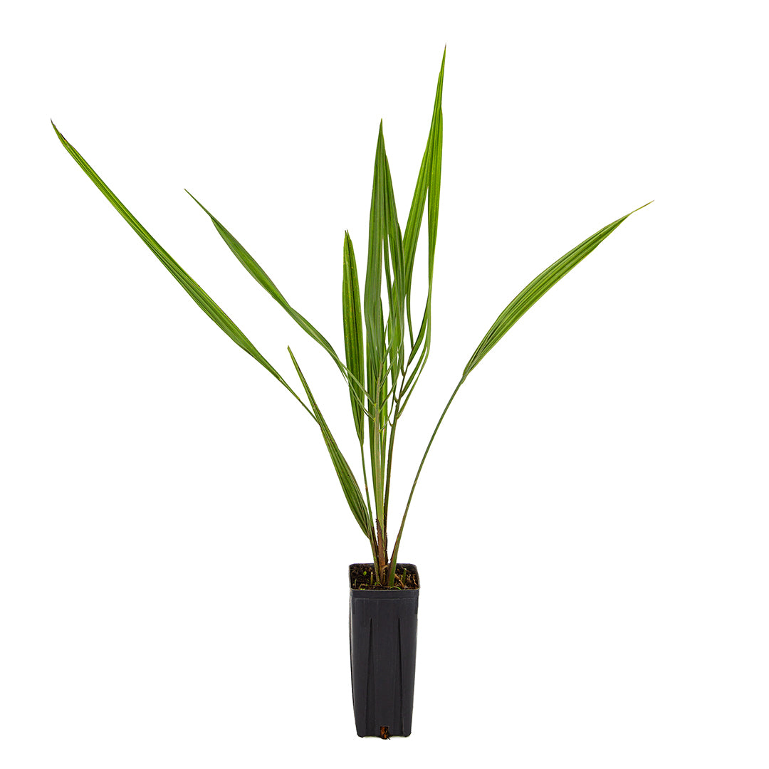 Butia capitata - buzia (Square vase 9x9x20 cm)