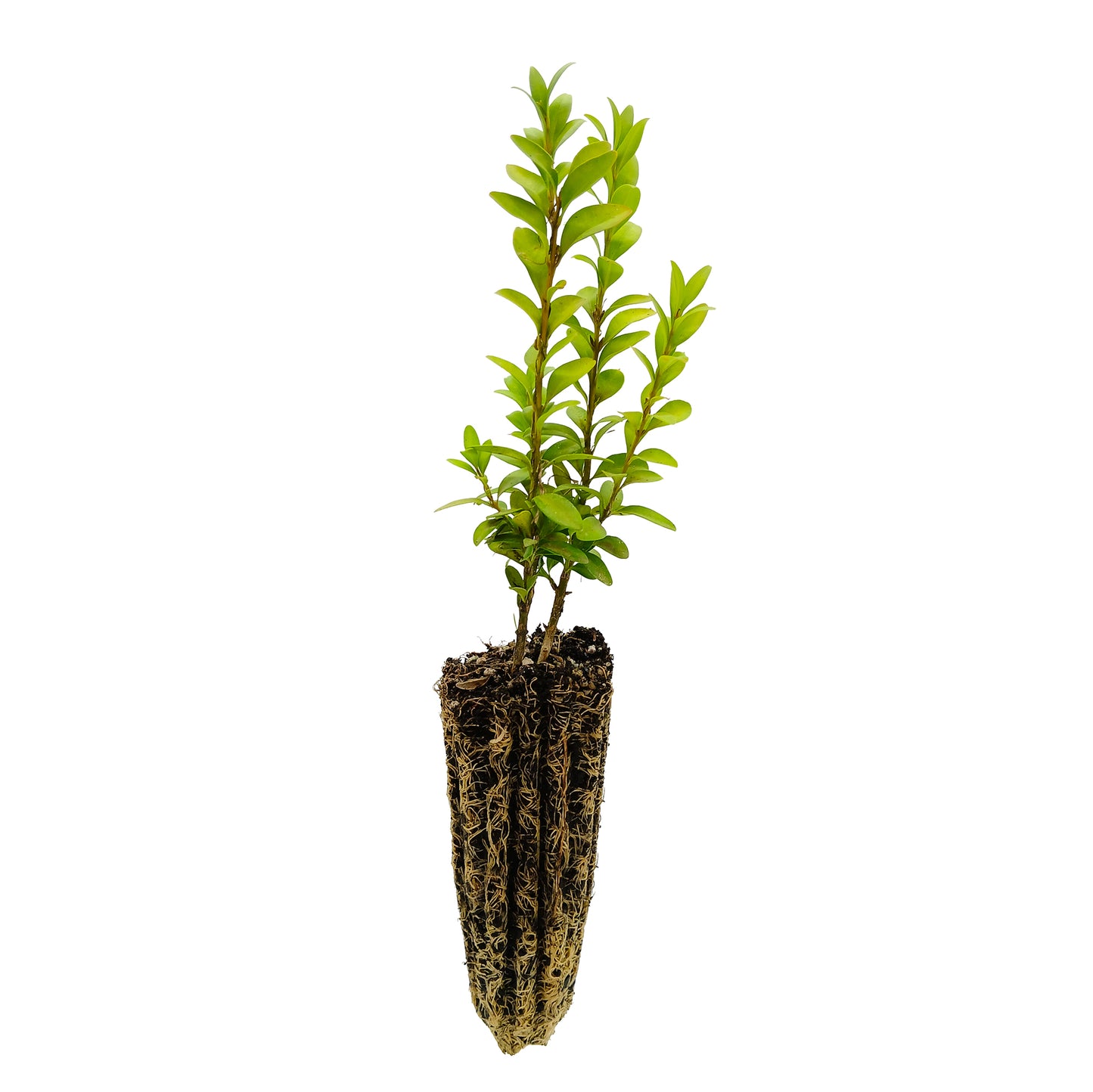 Buxus sempervirens - bosso (Alveolo forestale)