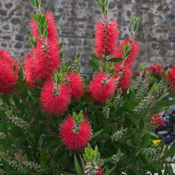 Callistemon citrinus cv. "splendens" - callistemo (Alveolo forestale)