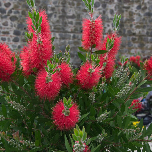 Callistemon citrinus cv. "splendens" - callistemo (Alveolo forestale)