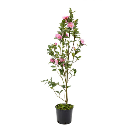Camellia sasanqua cv "fiore rosa semi-doppio" - camelia (Vaso 18 cm)