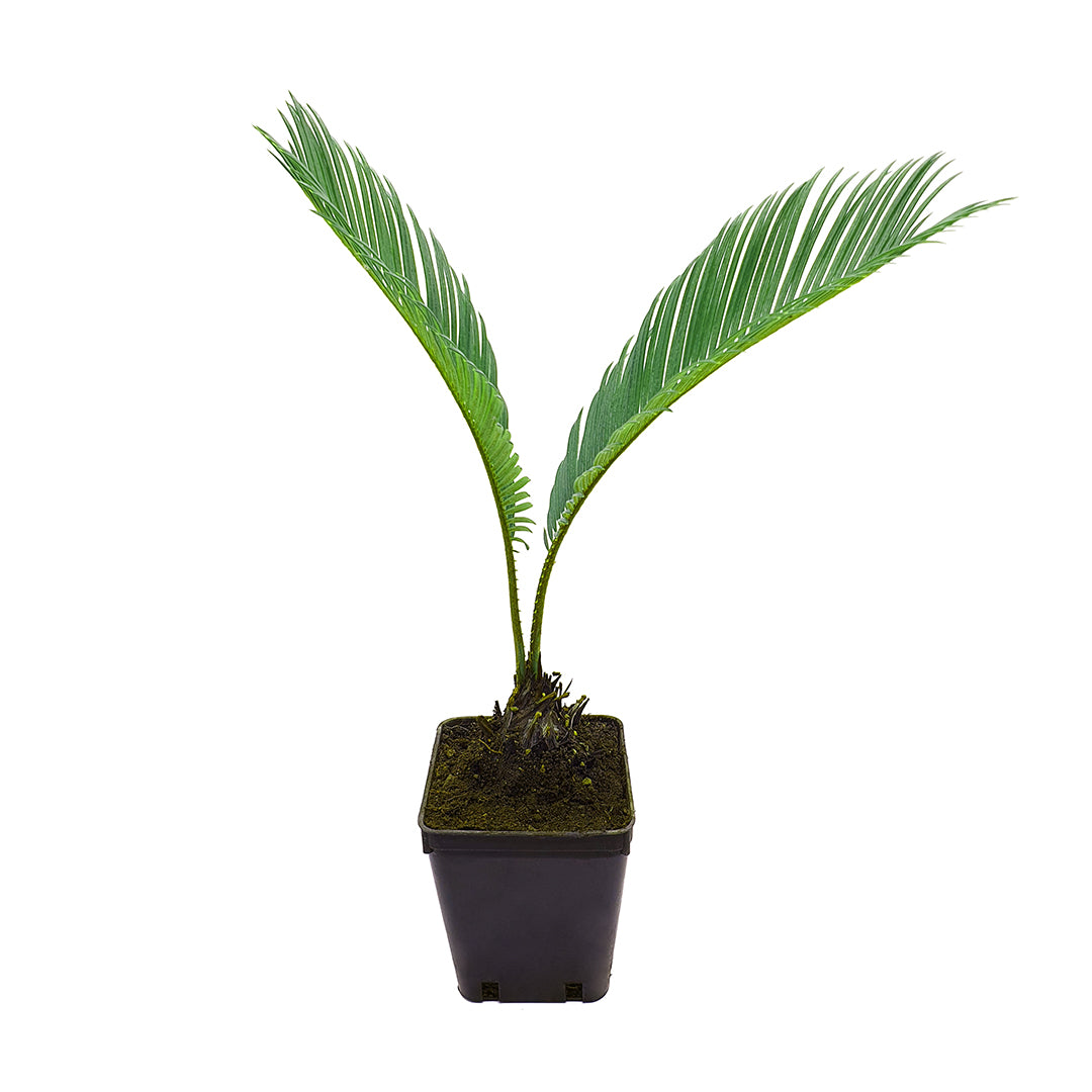 Cycas revoluta - cicas (Vaso quadro 9x9x10 cm)