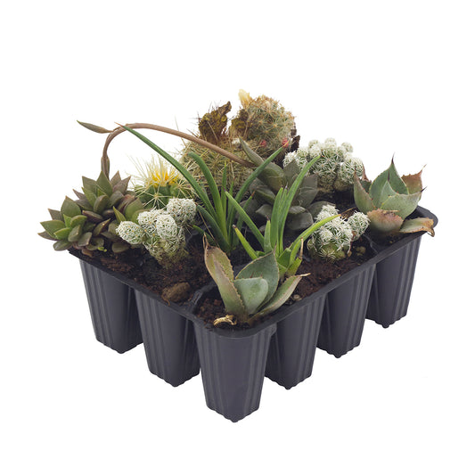 Cactus & Succulent collection (Set 12 alveolini)
