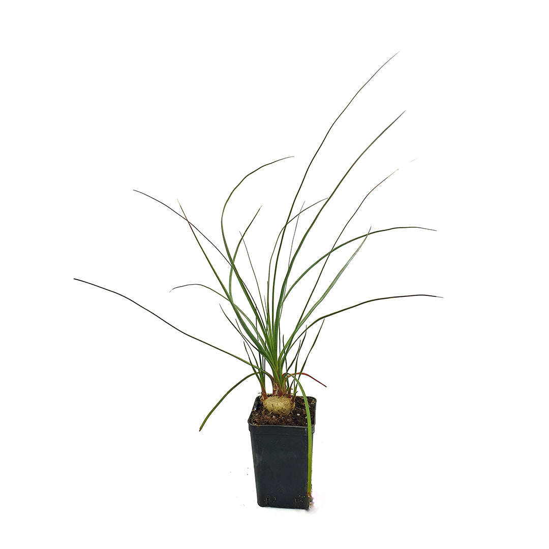 Calibanus sin. Beaucarnea hookeri - calibano di Hooker (Vaso quadro 7x7x10 cm)