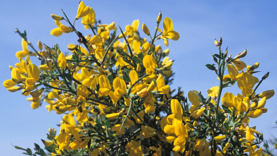 Calicotome spinosa - ginestra spinosa (Alveolo forestale)