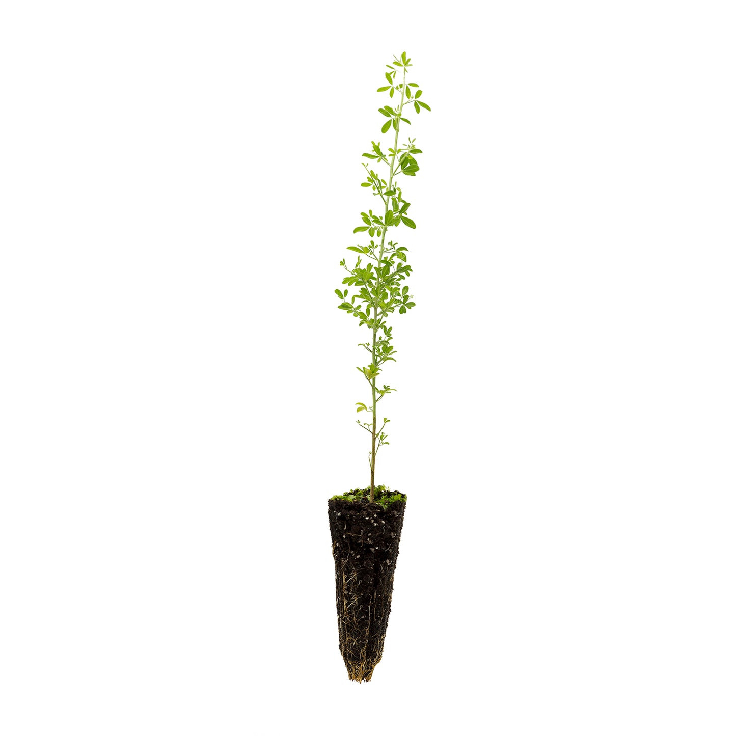 Calicotome spinosa - ginestra spinosa (Alveolo forestale)
