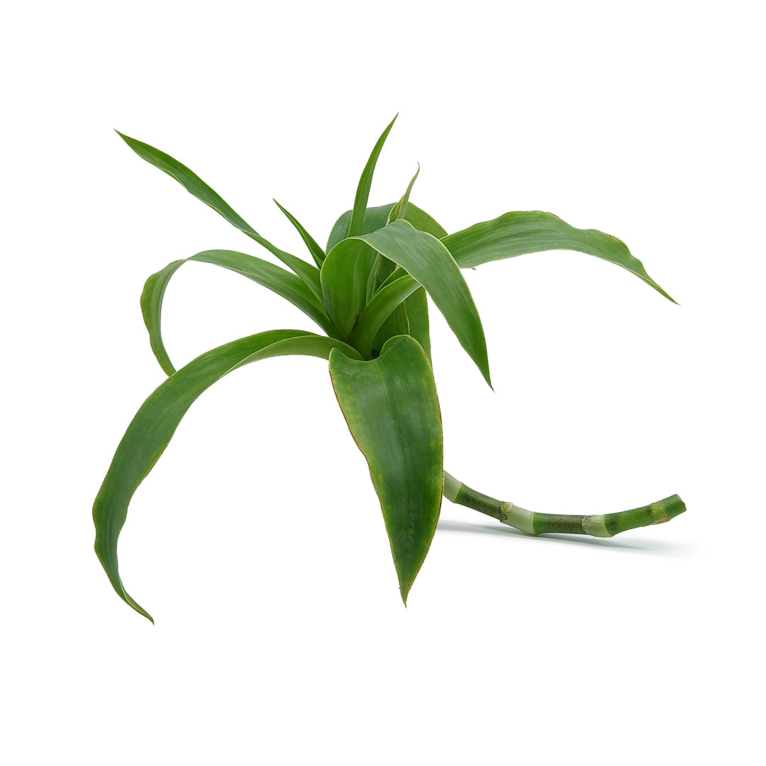 Callisia fragrans- Callisia strisciante (1 talea)