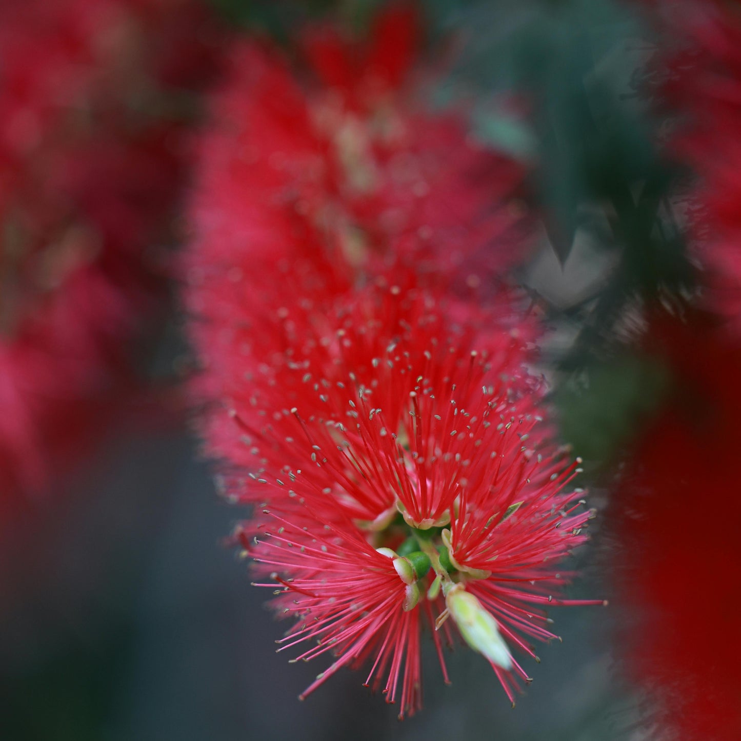 Callistemon citrinus cv. "splendens" - callistemo (Vaso Quadro 7x7x8cm)