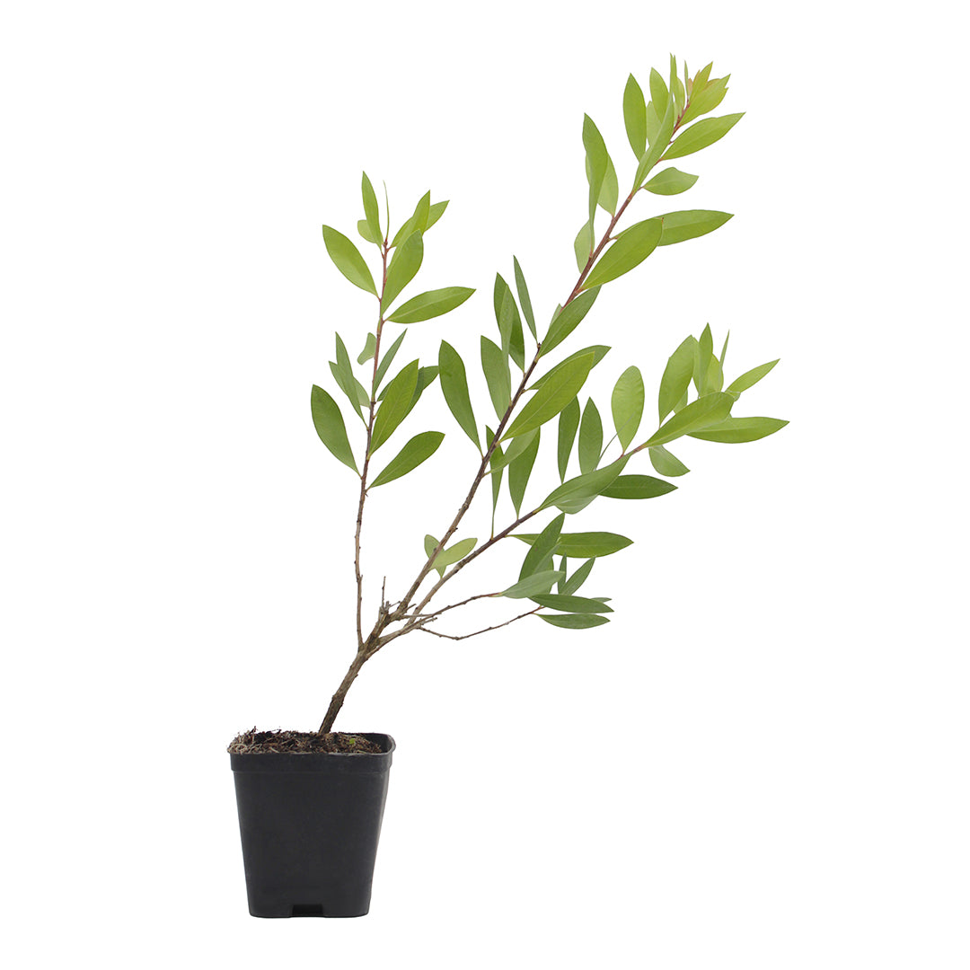 Callistemon citrinus cv. "splendens" - callistemo (Vaso Quadro 7x7x8cm)