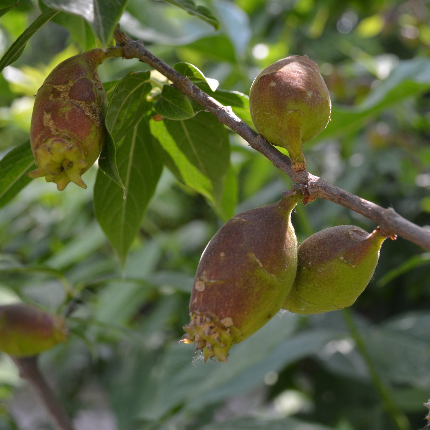 Calycanthus (sin. Chimonanthus) praecox - calicanto d'inverno (Alveolo forestale)