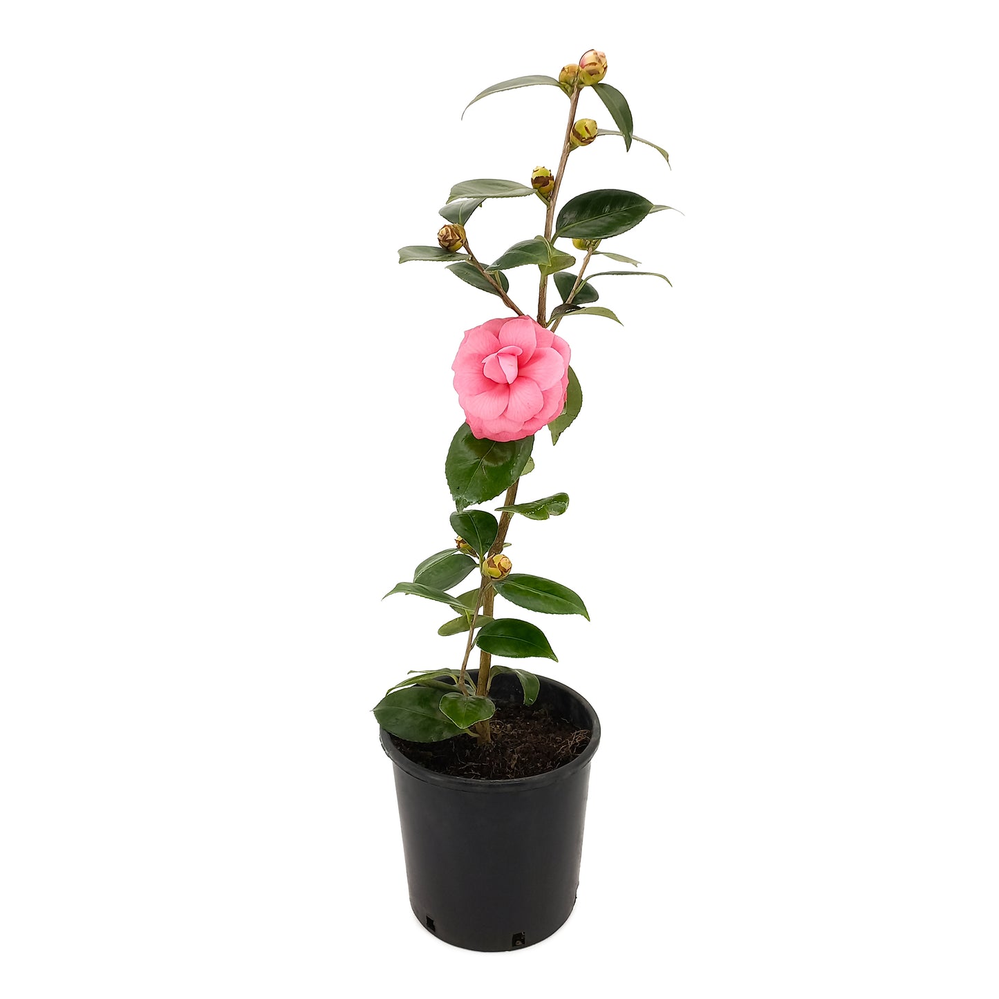 Camellia japonica cv. "Rubescens Major" - (Vase 18 cm)