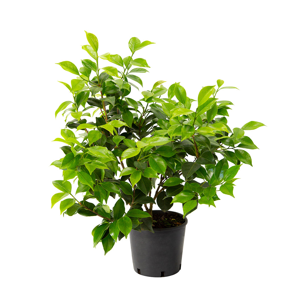 Camellia japonica cv "bonomiana" - camellia (18 cm pot)
