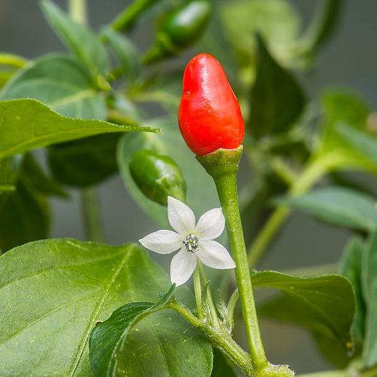 Capsicum annuum var. glabriusculum - peperoncino pequin - 3 frutti