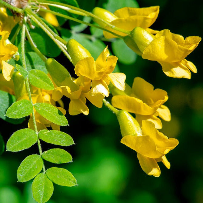 Caragana arborescens - ginestra asiatica (Vaso quadro 9x9x20 cm)