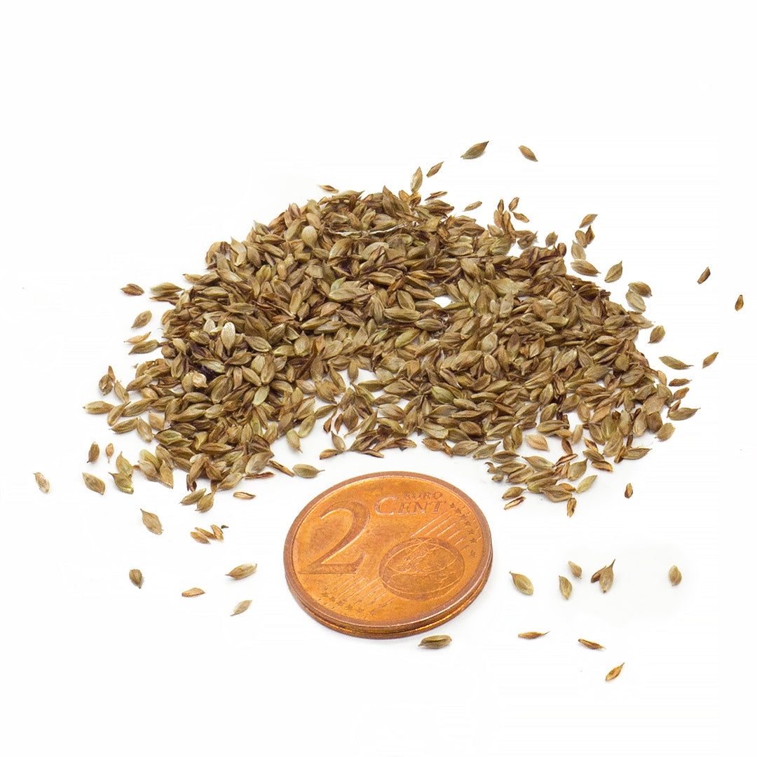 Carex pendula - carice pendula, carice maggiore (30-100 semi)