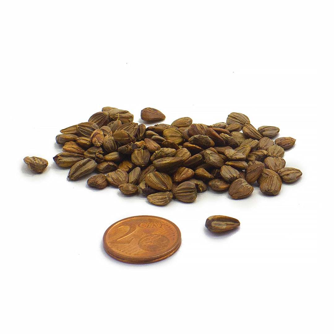 Carpinus betulus - white hornbeam - Seeds 1gr
