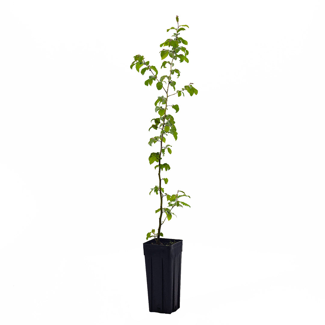 Carpinus Betulus - Carpino Bianco (Vaso Quadro 9X9X20 Cm)