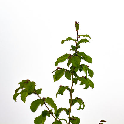 Carpinus Betulus - Carpino Bianco (Vaso Quadro 9X9X20 Cm)