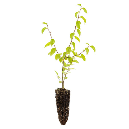 Carpinus orientalis - carpino orientale, carpinello (Alveolo forestale)