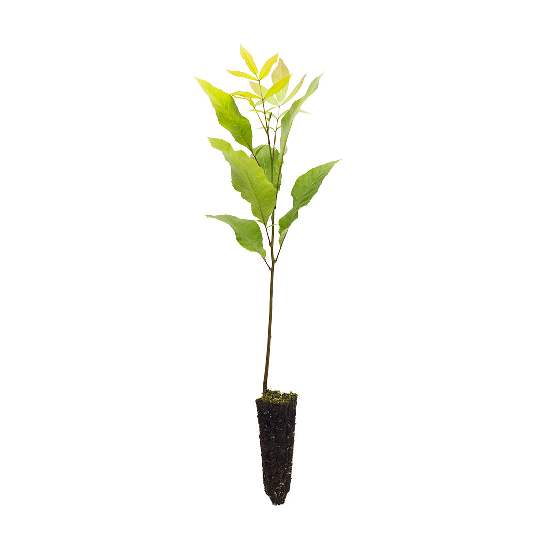 Carya illinoinensis - pecan (Forest nut)