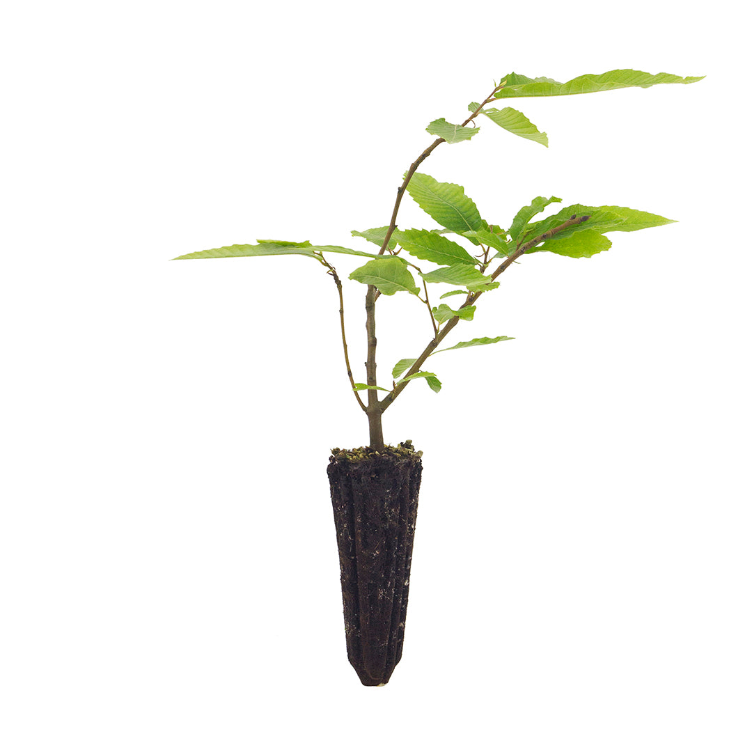 Castanea sativa - castagno (Alveolo forestale)