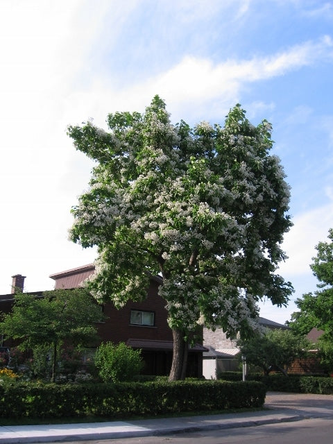 Catalpa speciosa - Catalpa (Vaso Quadro 9X9X20 Cm)